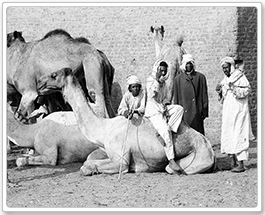 Imbaba Camel Market